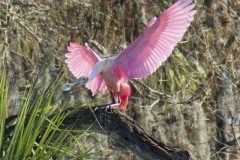 Roseate Spoonbill at Orlando Wetlands Park in January 2023