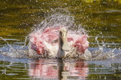 A young Roseate Spoonbill takes a midday bath at the Orlando Wetlands in May 2023.