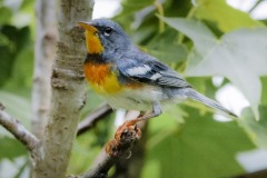 A Northern Parula sits in a branch of a tree at Orlando Wetlands Park in May 2023.