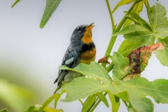 A Northern Parula, a colorful little bird known for its song, sings a tune at Orlando Wetlands Park in May 2023.