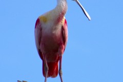 A Roseate Spoonbill surveys Orlando Wetlands Park in January 2023.