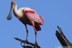 A Roseate Spoonbill is perched high over the Cypress Boardwalk at Orlando Wetlands Park in early January 2023.