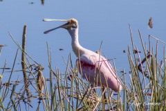 Look who's laughing now? That seems to be what this Roseate Spoonbill is thinking at Orlando Wetlands Park in January 2023.