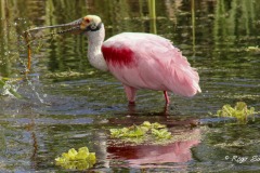 A Roseate Spoonbill looks for some food in a pond at Orlando Wetlands Park in February 2023.
