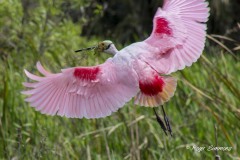 A Roseate Spoonbill shows off its colors at Orlando Wetlands Park in February 2023.