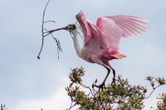 A Roseate Spoonbill gathers a branch for part of a nest at Orlando Wetlands Park in February 2023.