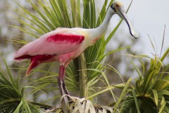 A Roseate Spoonbill looks for a place to nest at Orlando Wetlands Park in February 2023.
