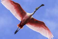 A Roseate Spoonbill is flying high over Orlando Wetlands Park in February 2023.