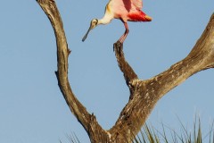 A Roseate Spoonbills glows as the sun starts to set at Orlando Wetlands Park.
