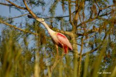 A Roseate Spoonbill calls out to others to signal the day is ending at Orlando Wetlands Park.