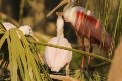 Two Roseate Spoonbill youngsters look up to a parent in their nest at Orlando Wetlands Park.