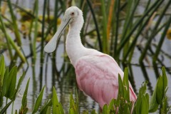 A Roseate Spoonbill checks out the situation at Orlando Wetlands Park in early May 2023.