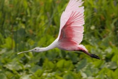 A Roseate Spoonbill in flight at Orlando Wetlands Park in May 2023.