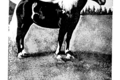 1965-05-wesh-red-pony-2