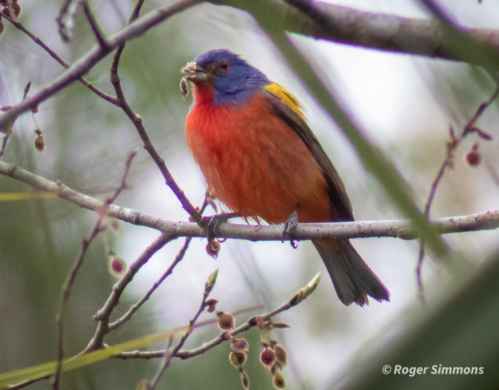 A male Painted Bunting has an early morning breakfast at the Orlando Wetlands Park in early February 2023.