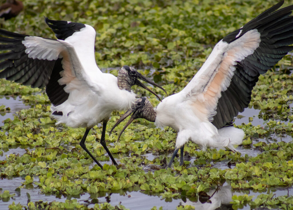 A pair of Wood Storks get into a disagreement at Orlando Wetlands Park.