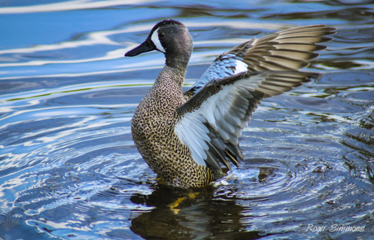 A Blue-Winged Teal duck, photographed at Orlando Wetlands Park.