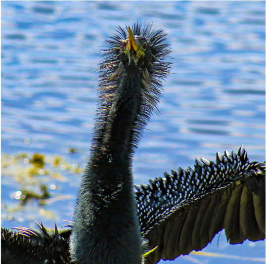 An Anhinga is having a bad hair day as it dries out in the sun after a swim at the Orlando Wetlands Park.