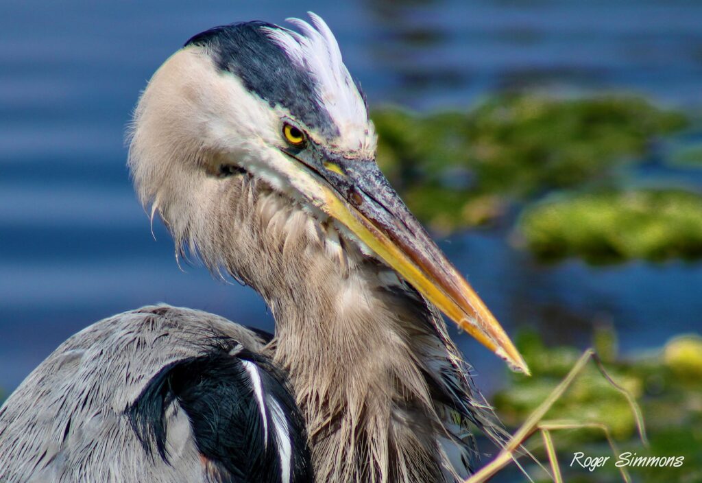 A Great Blue Heron strikes a sinister pose at the Orlando Wetlands park.