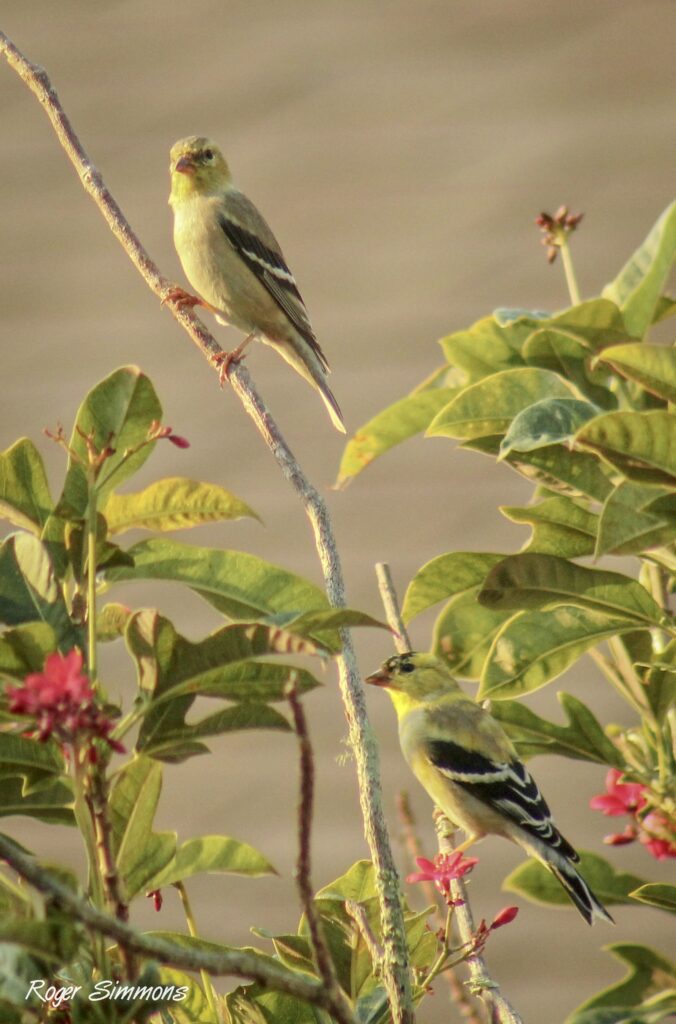 A pair of American Goldfinches visit my backyard in March 2023.