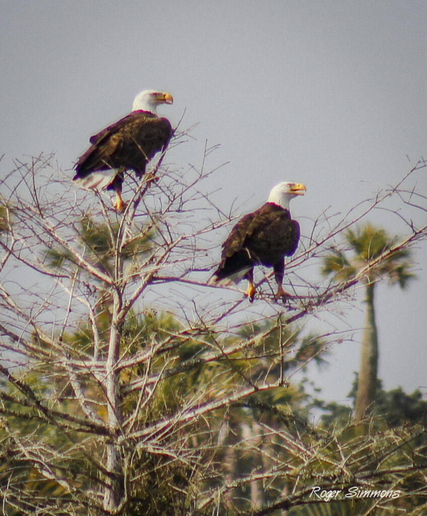 Two Bald Eagles at Orlando Wetlands Park on March 4, 2023.