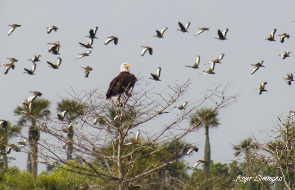 Bald Eagle at the Orlando Wetlands Park on March 4, 2023.