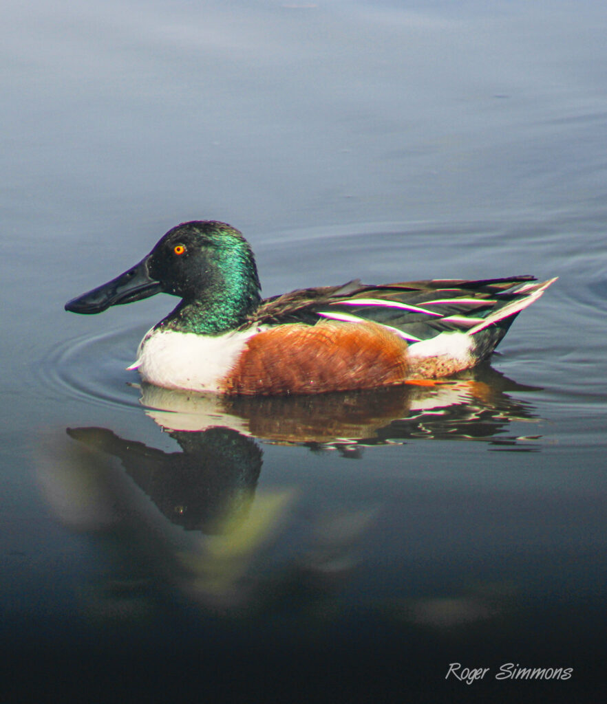 A male Northern Shoveler is seen at the Merritt Island National Wildlife Refuge.