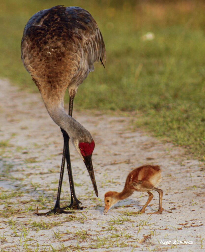 A one-week-old Sandhill Crane Colt and parent at Orlando Wetlands Park.