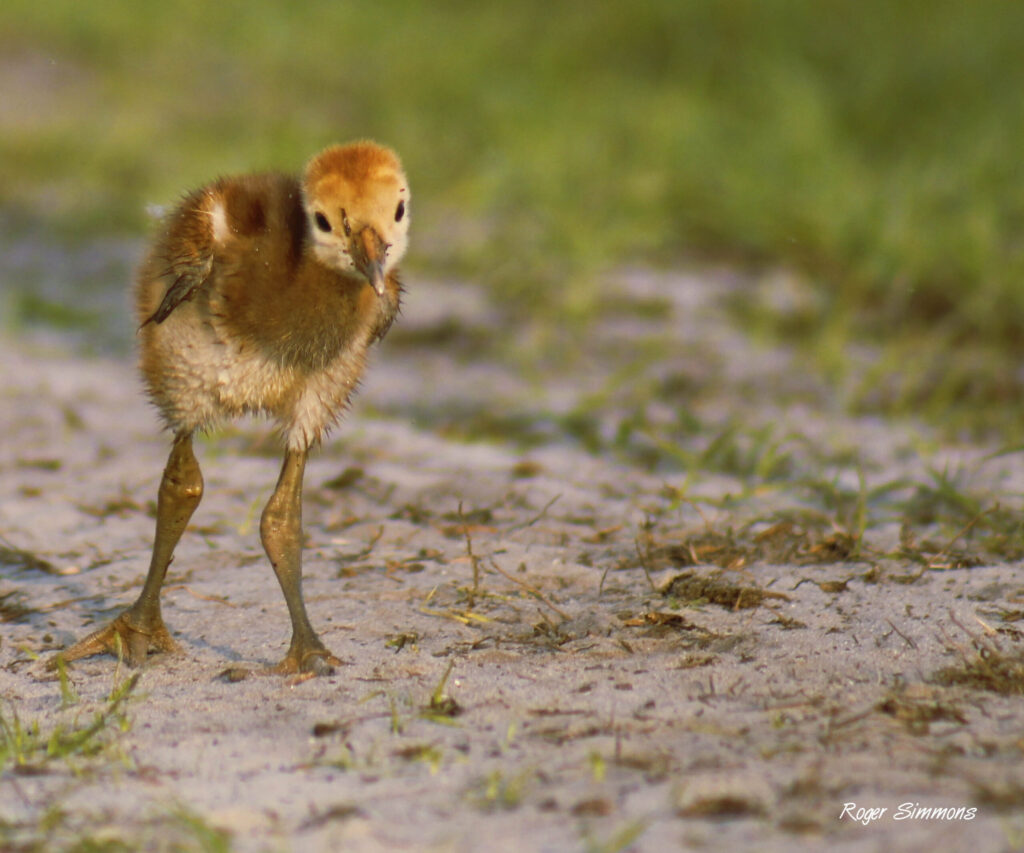 One-week-old Sandhill Crane Colt strikes a pose at Orlando Wetlands Park.