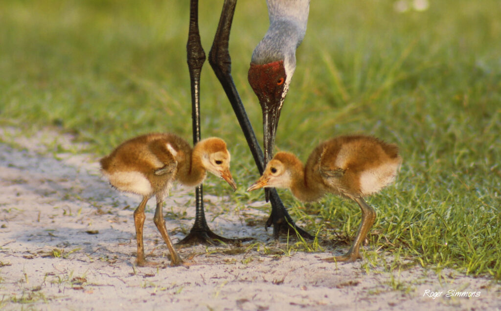 One-week-old Sandhill Crane Colts go eye-to-eye while a parent watches at Orlando Wetlands Park.