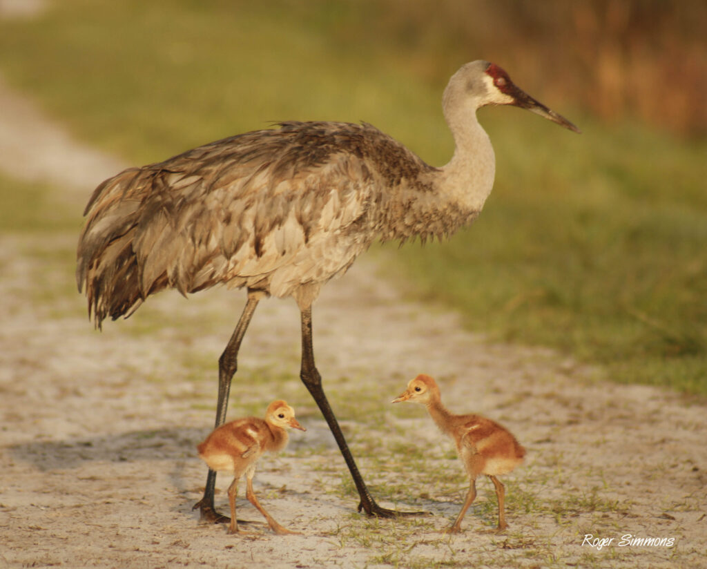 One-week-old Sandhill Crane Colts with a parent at Orlando Wetlands Park.