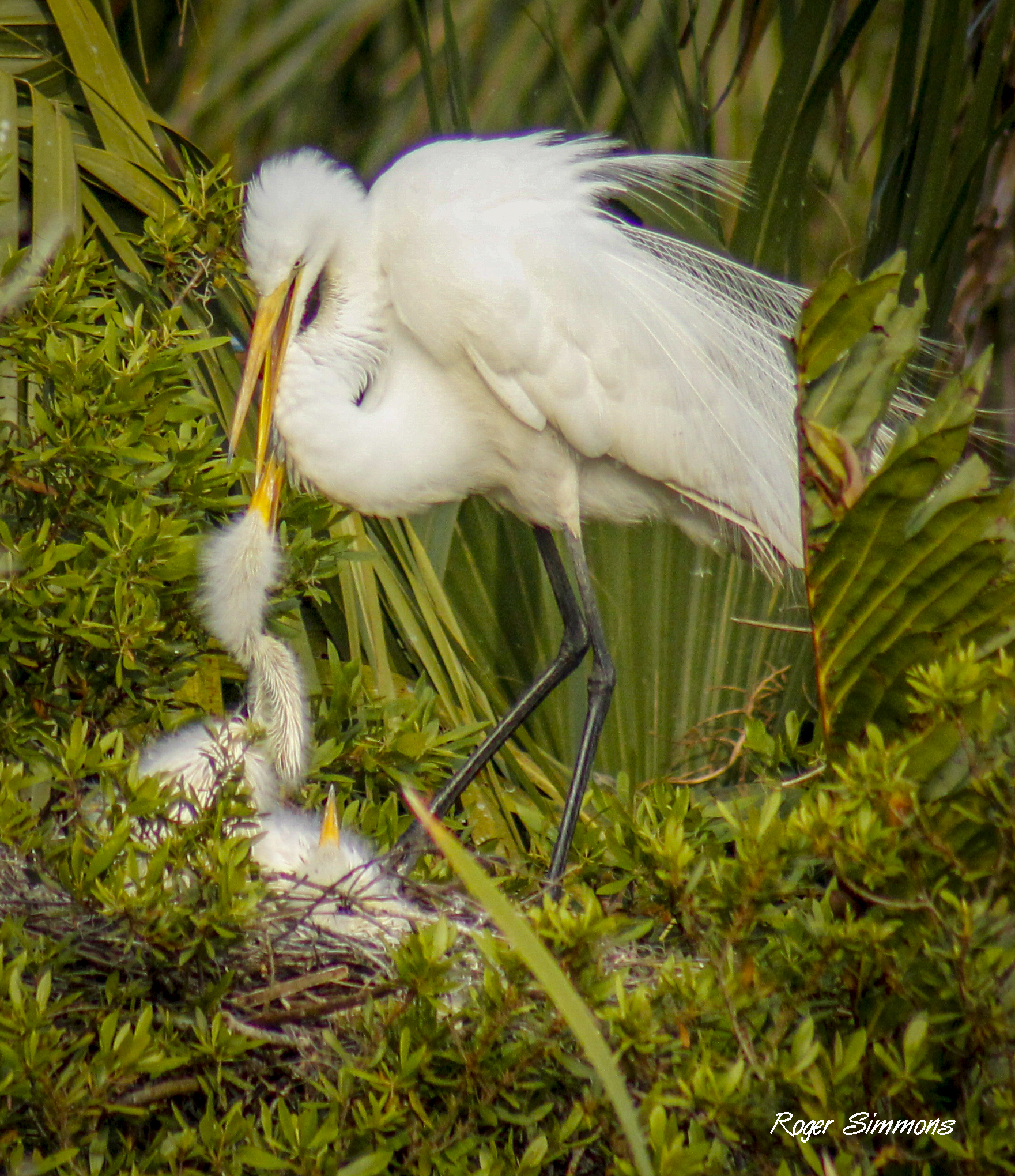 A Great Egret looks harried as she attends to the babies in her nest at Orlando Wetlands Park.