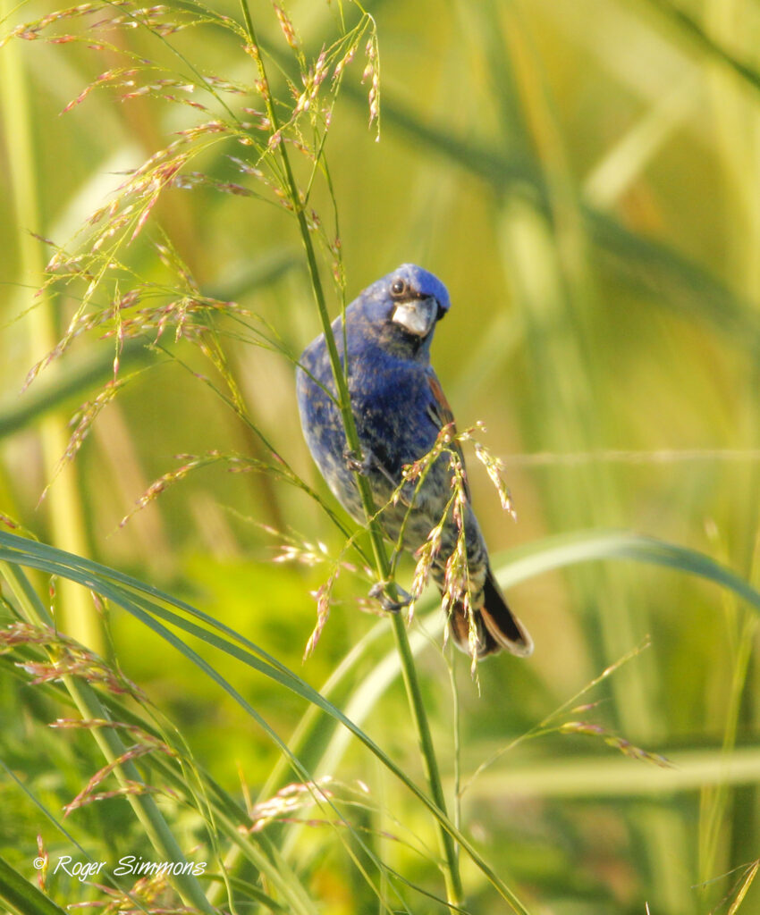 Indigo Buntings are highlight of Orlando Wetlands visit - Roger Simmons