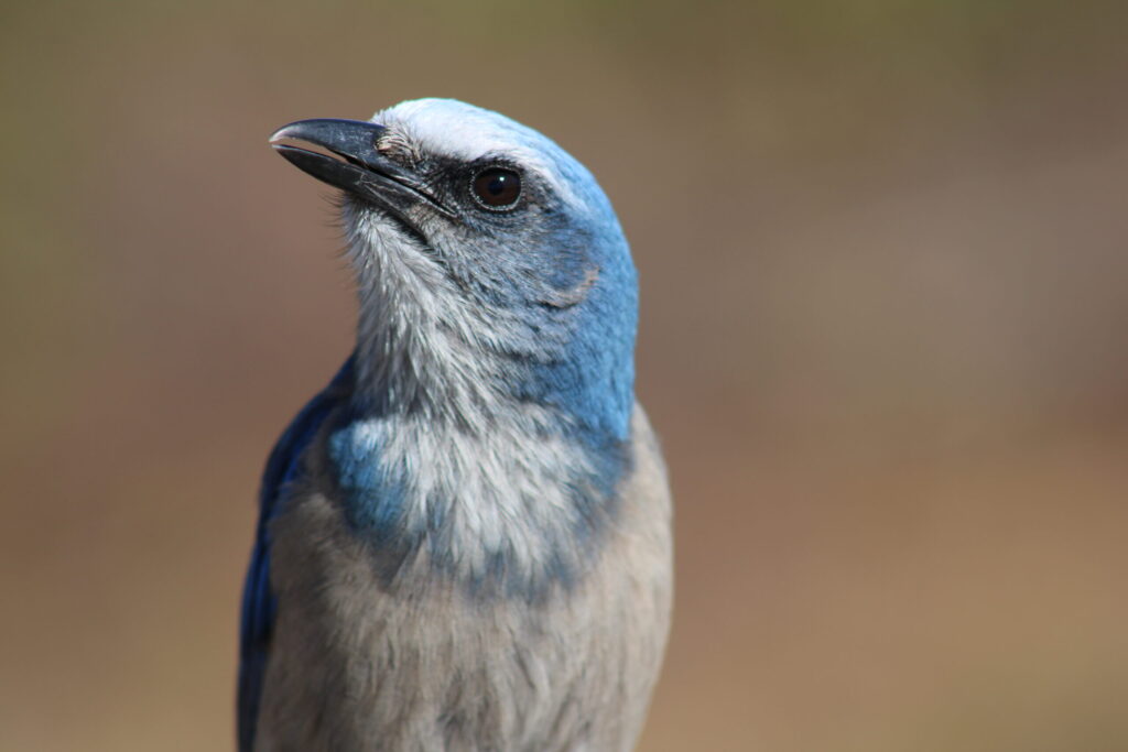 An endangered Florida Scrub-Jay strikes a pose at the Helen & Allan Cruickshank Sanctuary in Rockledge in January 2023.