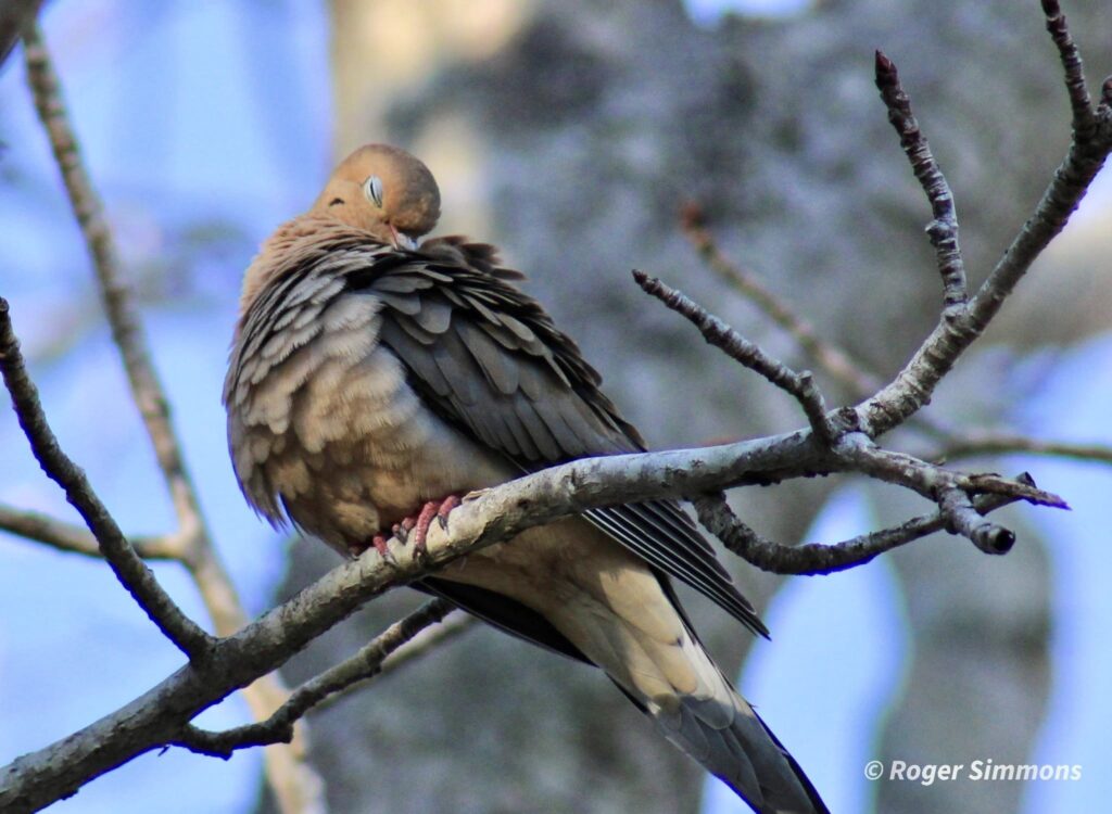This Mourning Dove appears to be acting coy as it sits in a tree in my backyard in February 2023.