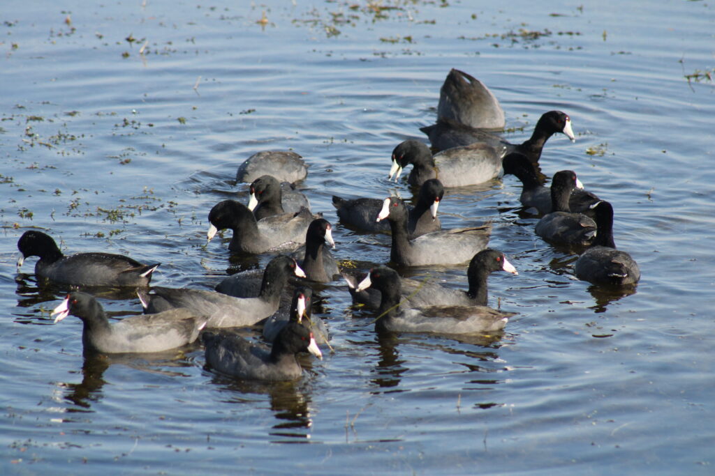 American Coots at Orlando Wetlands Park.