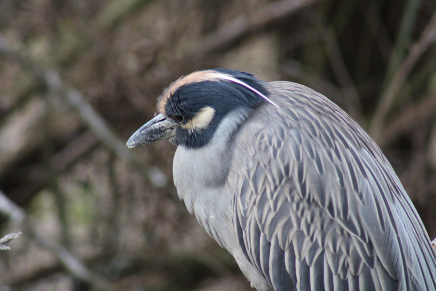 A Yellow-Crowned Night Heron stands guard in the natural marsh at St. 