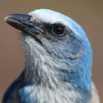 An endangered Florida Scrub-Jay strikes a pose at the Helen & Allan Cruickshank Sanctuary in Rockledge in January 2023.