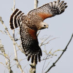 Red-Shouldered Hawk