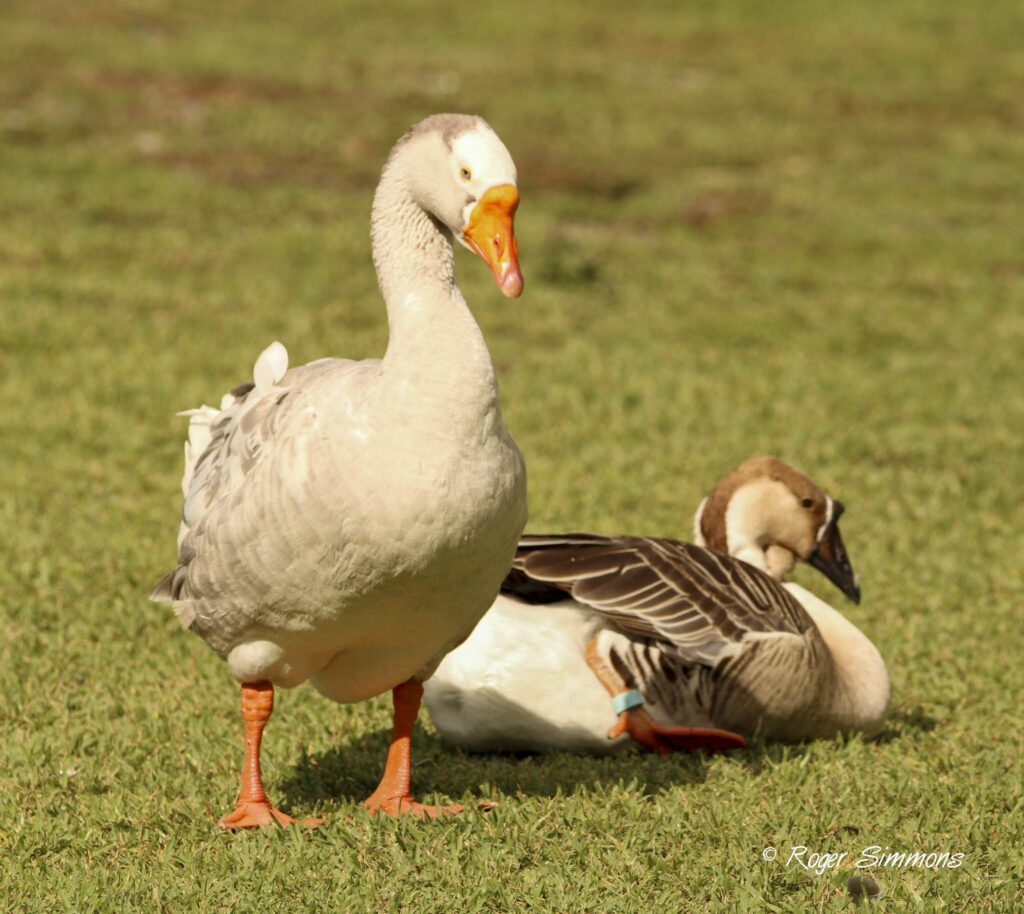 Domestic Graylag Goose, Swan Goose