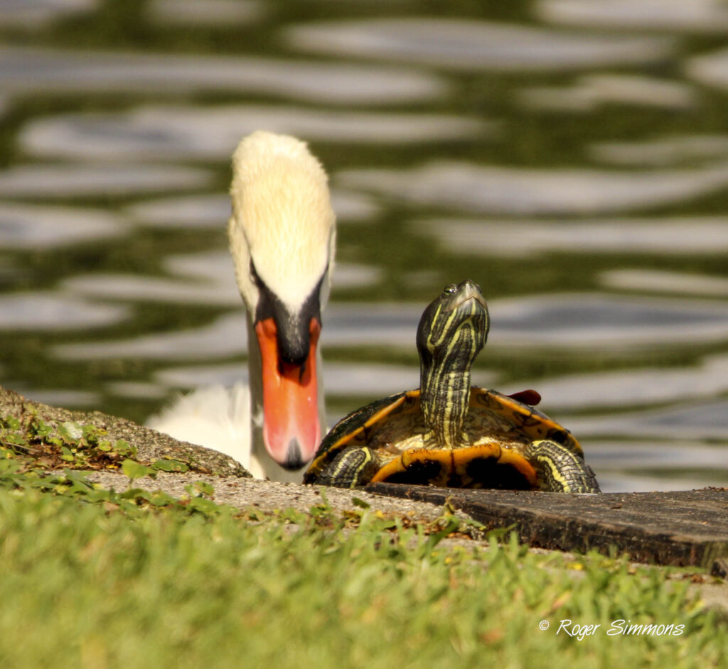 Royal Mute Swan and Red-bellied Cooter Turtle
