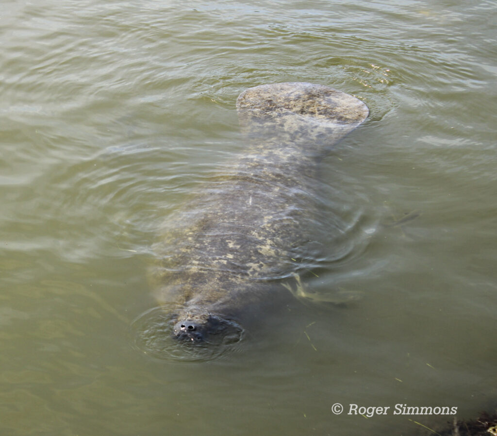 West Indian Manatee