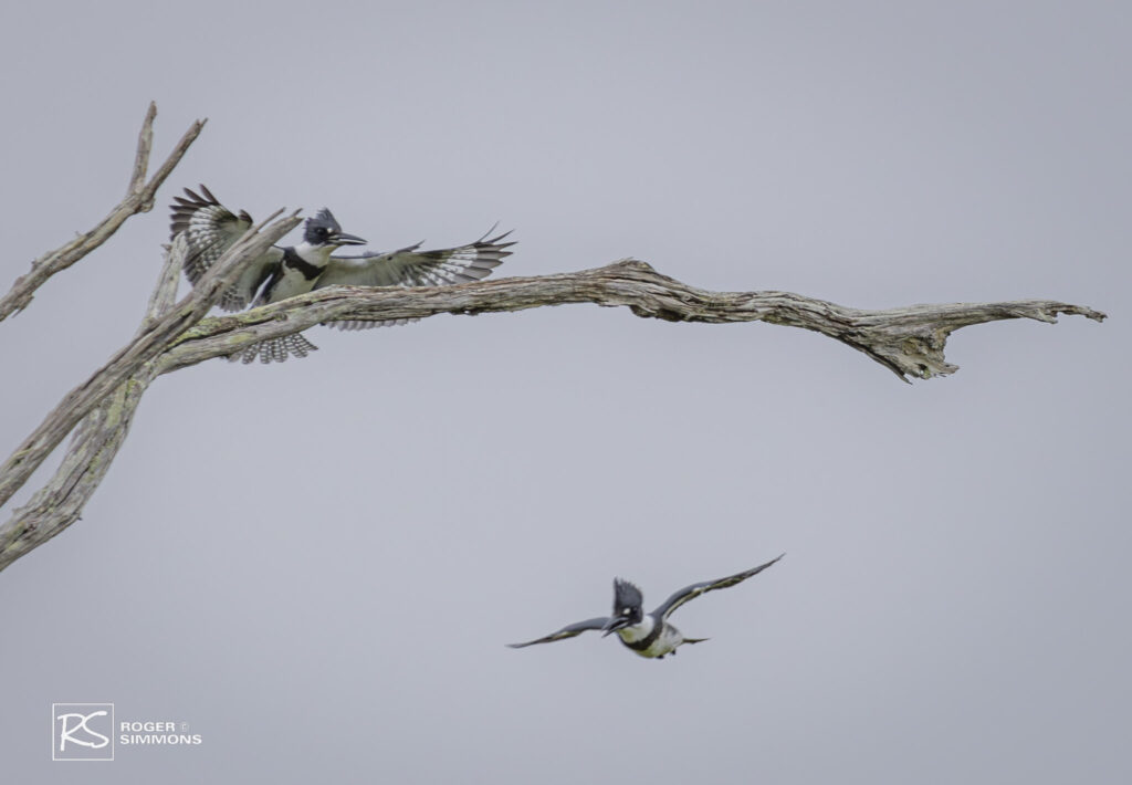Belted Kingfishers