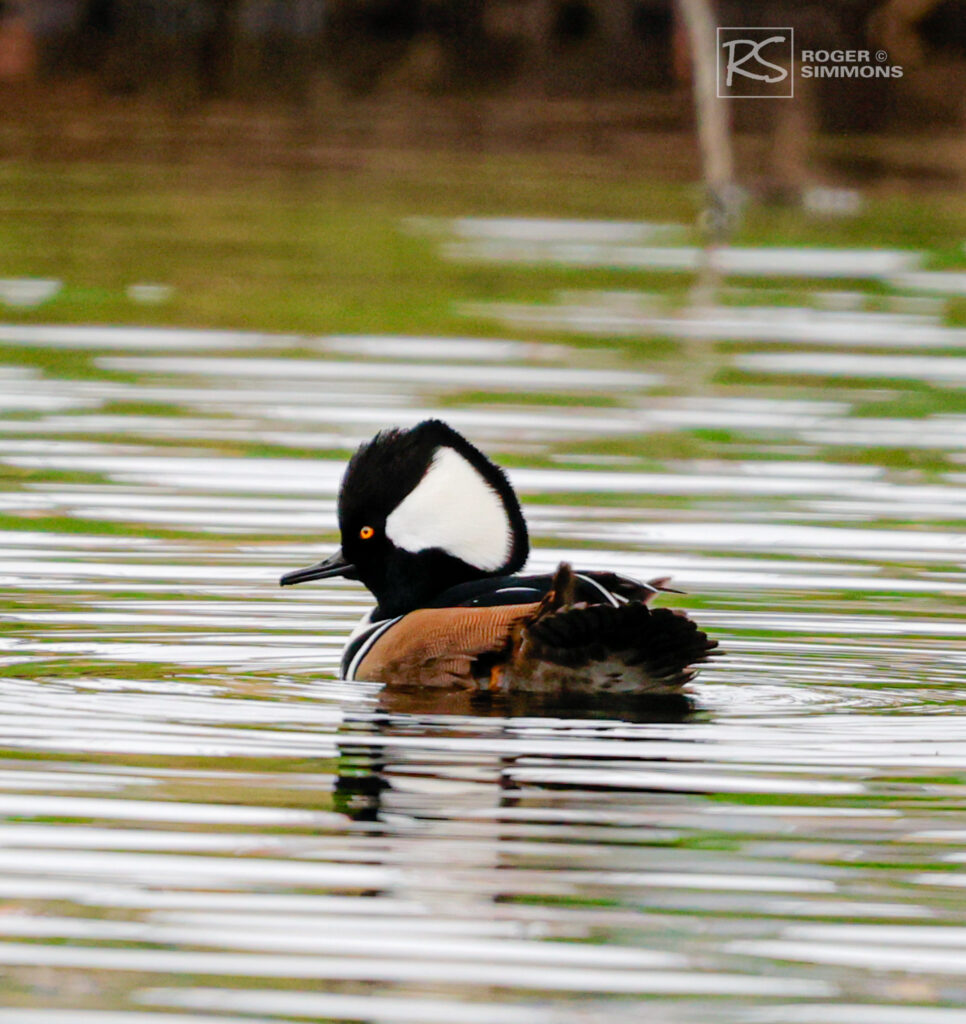 Hooded Mergansers return for the winter - Roger Simmons