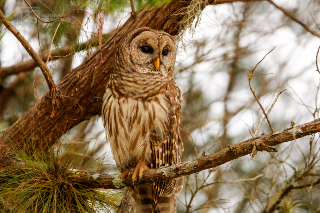 Pictures: Barred Owls in Florida - Roger Simmons