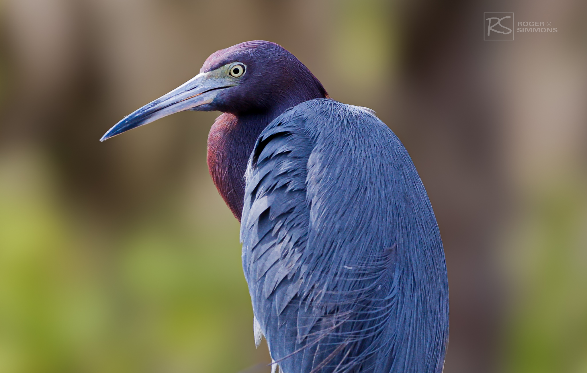 Pictures: Little Blue Herons in Florida - Roger Simmons