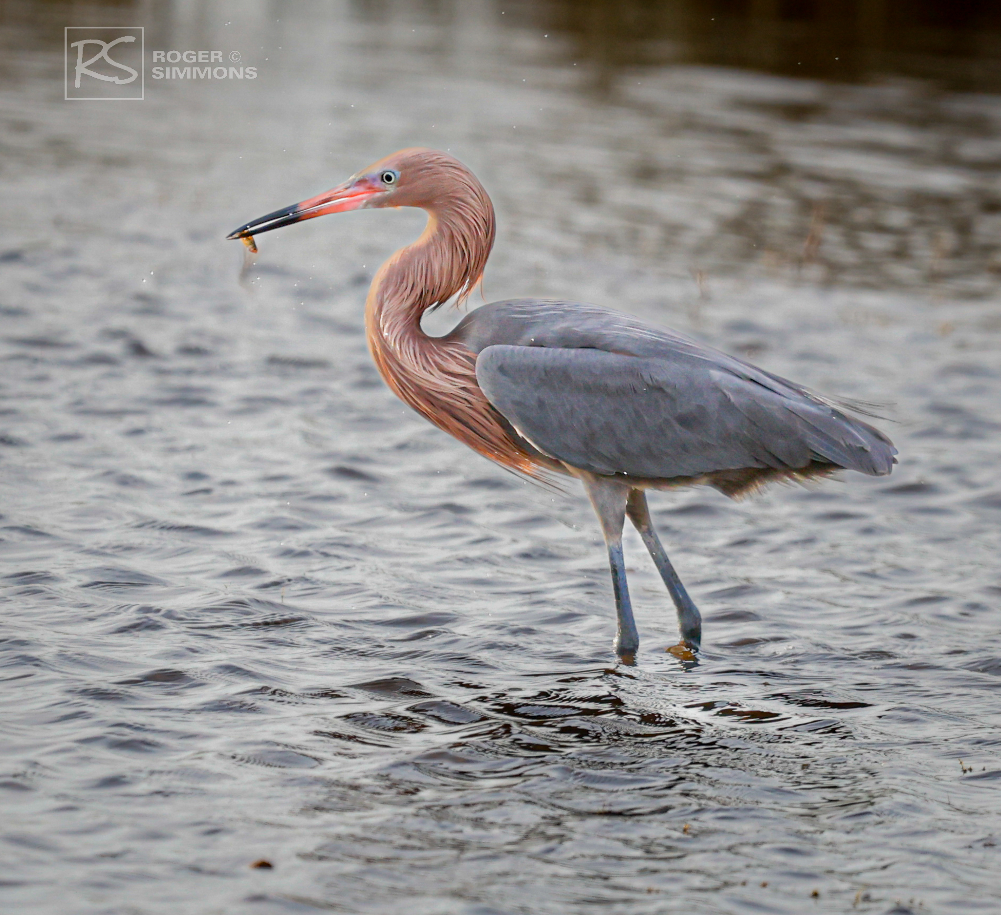 Pictures: Reddish Egrets in Florida - Roger Simmons