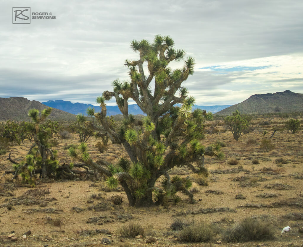 A Joshua Tree on the road to Grand Canyon West, Arizona, February 2024.