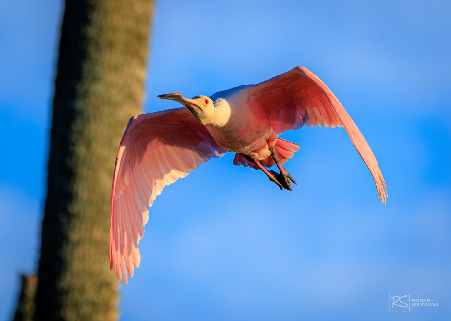 Roseate Spoonbills - Having fun photographing these birds - Roger Simmons