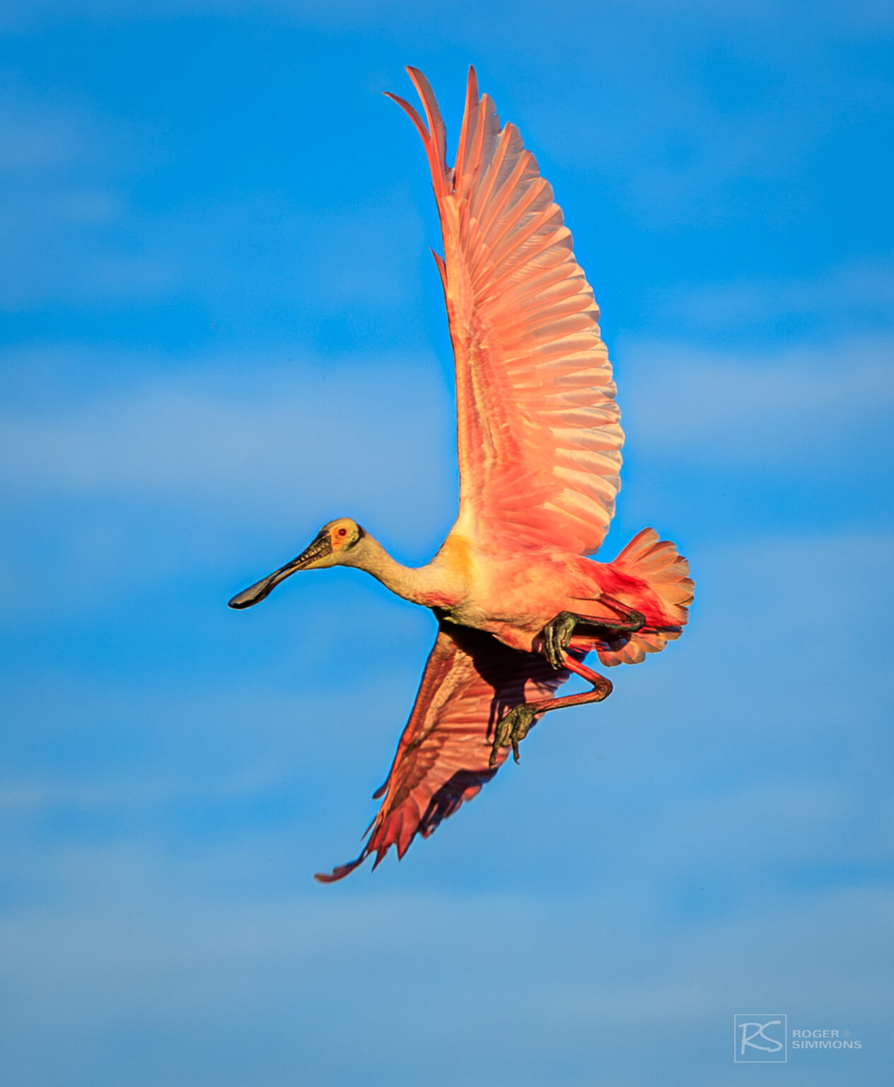 Roseate Spoonbills - Having fun photographing these birds - Roger Simmons